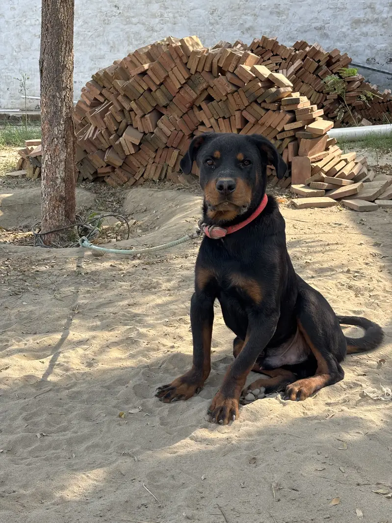 Rottweiler Male Puppy for Sale – 7.5 Months Old, Vaccinated — photo 8