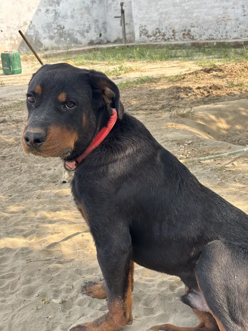 Rottweiler Male Puppy for Sale – 7.5 Months Old, Vaccinated — photo 9