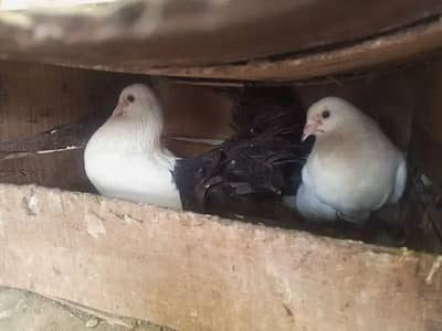 black tail pigeon kabooter pair jora fancy breeder lakay luckay tail