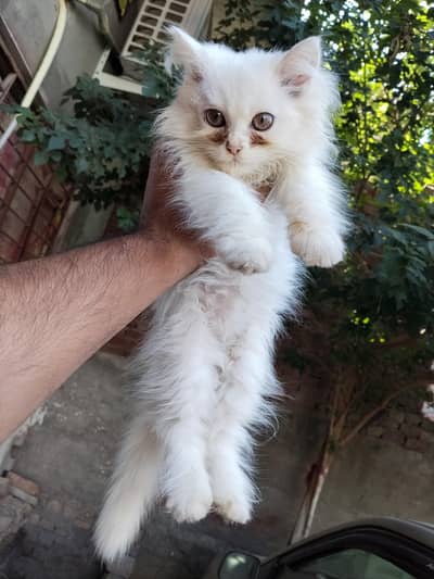 Beautiful Persian Kittens Pair for Sale – 3 Months Old