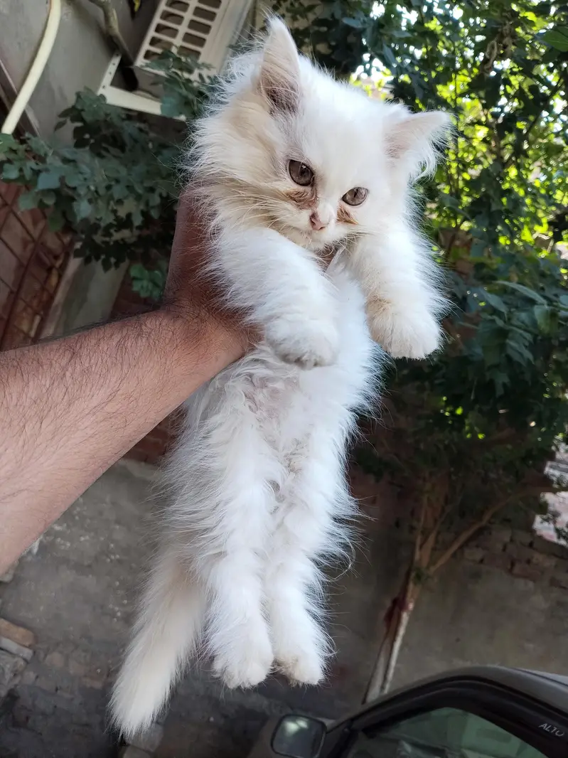 Beautiful Persian Kittens Pair for Sale – 3 Months Old — photo 2