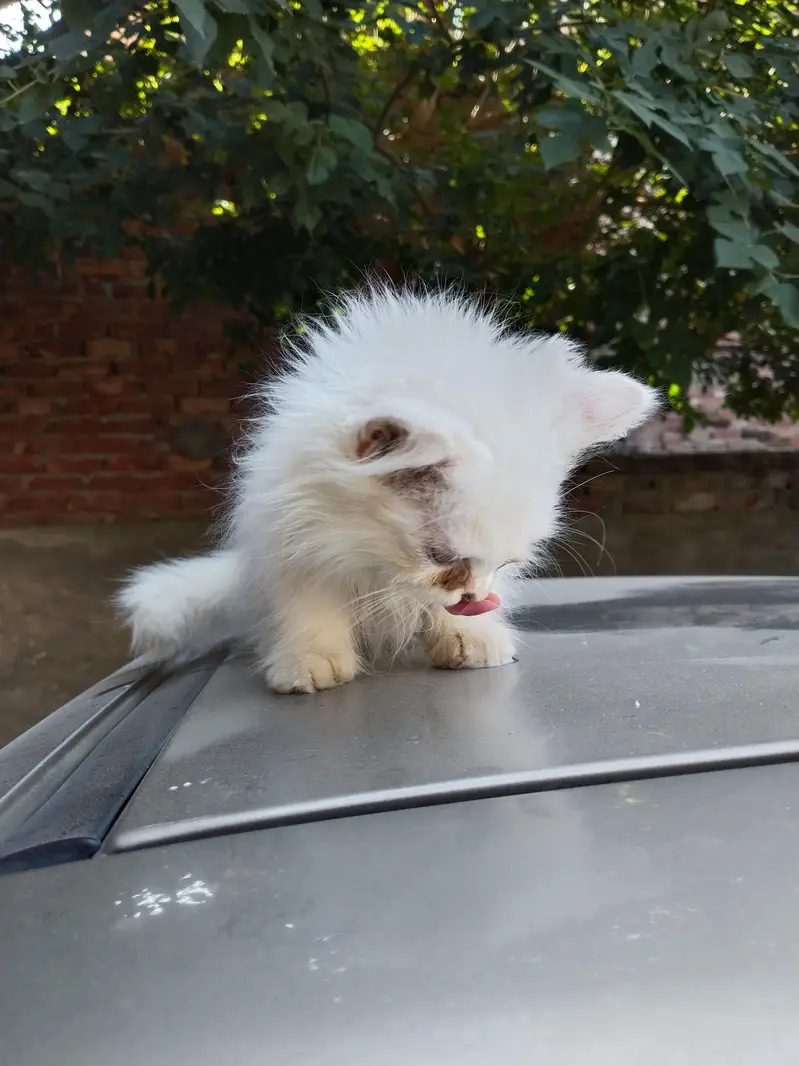 Beautiful Persian Kittens Pair for Sale – 3 Months Old — photo 3