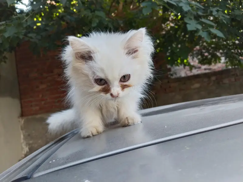 Beautiful Persian Kittens Pair for Sale – 3 Months Old — photo 4
