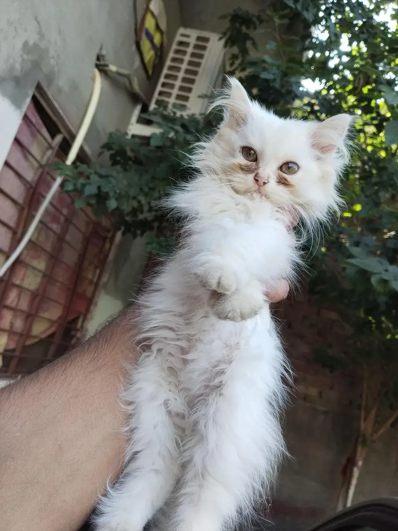 Beautiful Persian Kittens Pair for Sale – 3 Months Old — photo 5