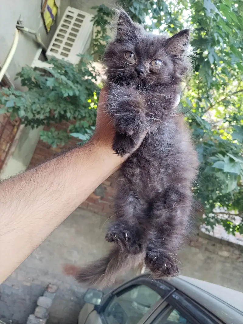 Beautiful Persian Kittens Pair for Sale – 3 Months Old — photo 6