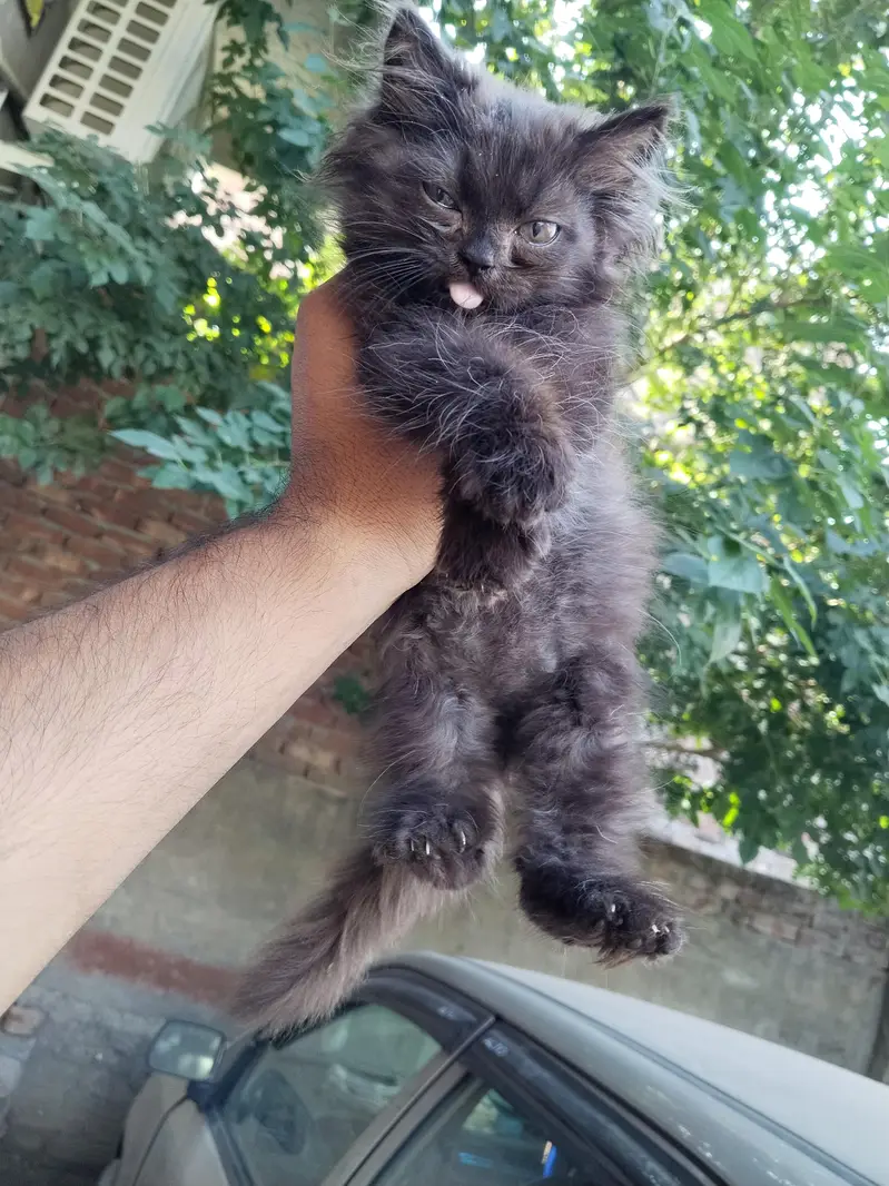 Beautiful Persian Kittens Pair for Sale – 3 Months Old — photo 7