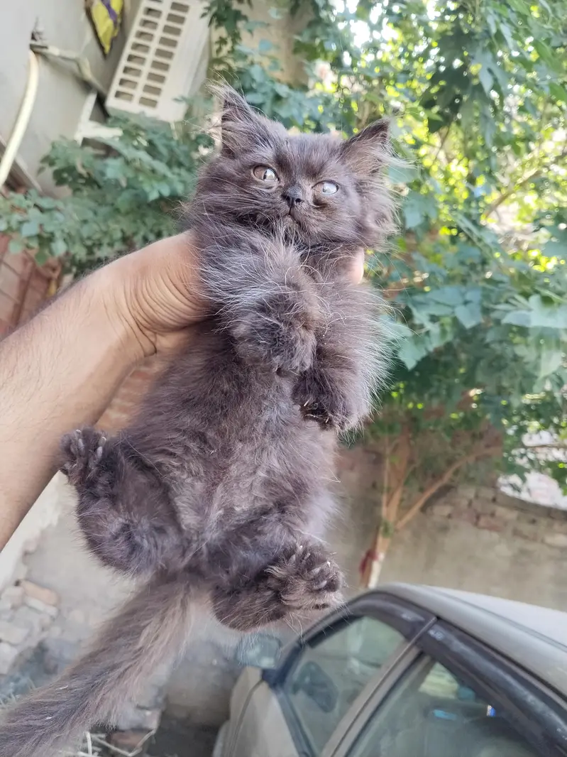 Beautiful Persian Kittens Pair for Sale – 3 Months Old — photo 8