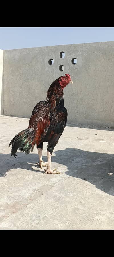 Aseel Murga available for sale