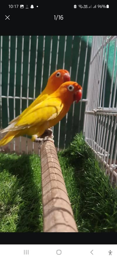 lovebird litno pasnata pair