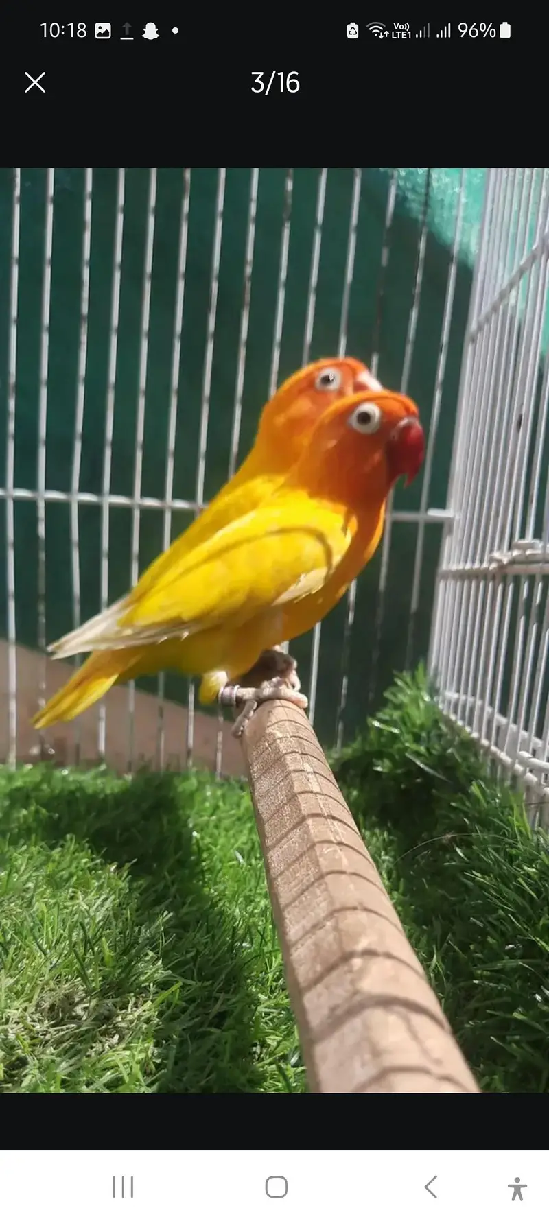 lovebird litno pasnata pair — photo 3