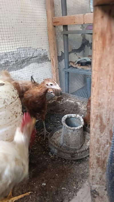 Hens for sale