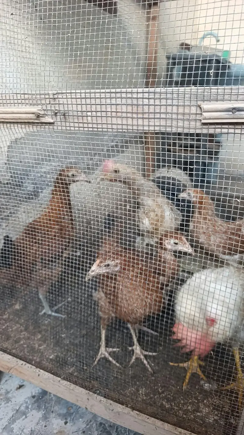 Hens for sale — photo 2