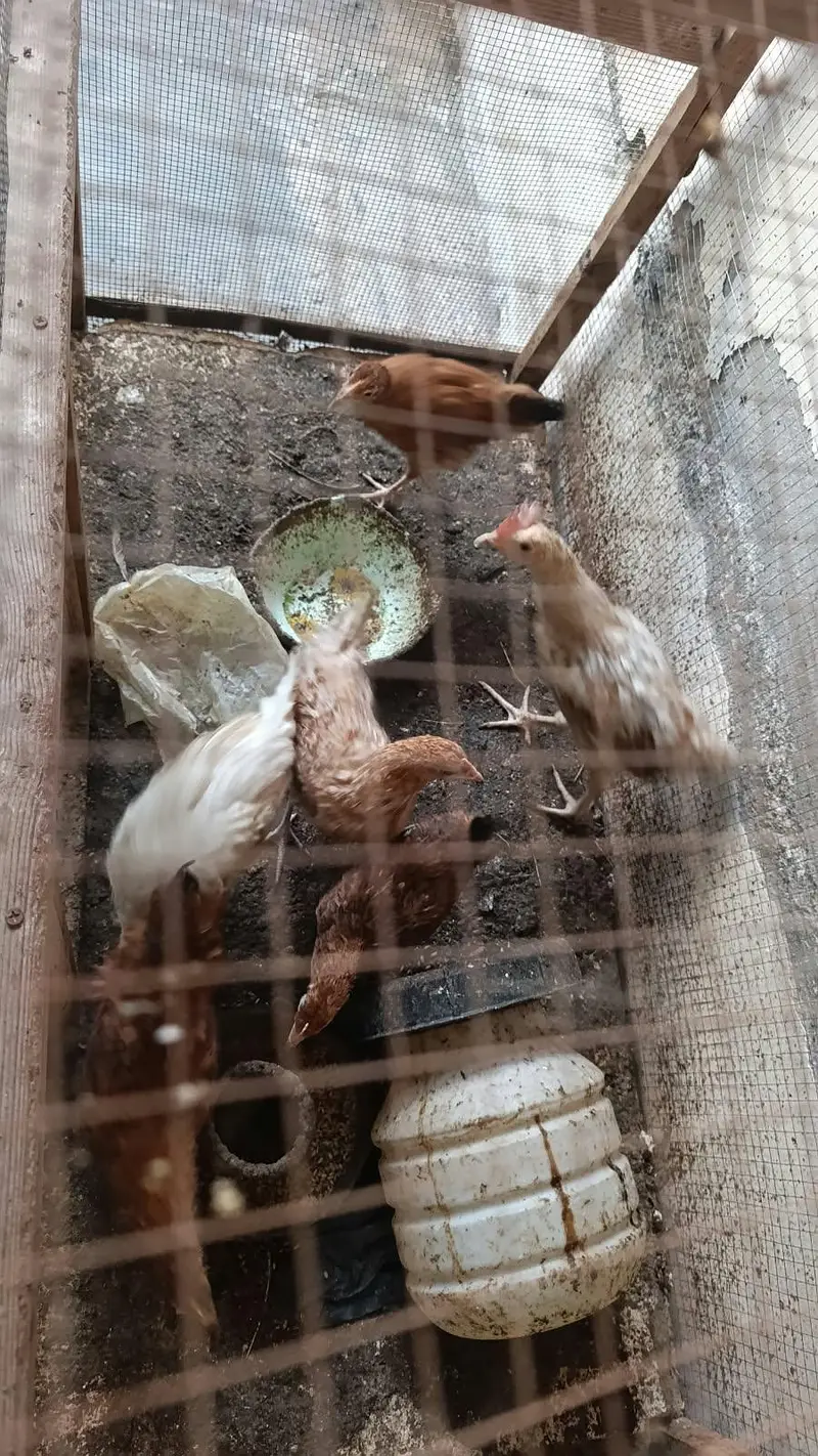 Hens for sale — photo 3