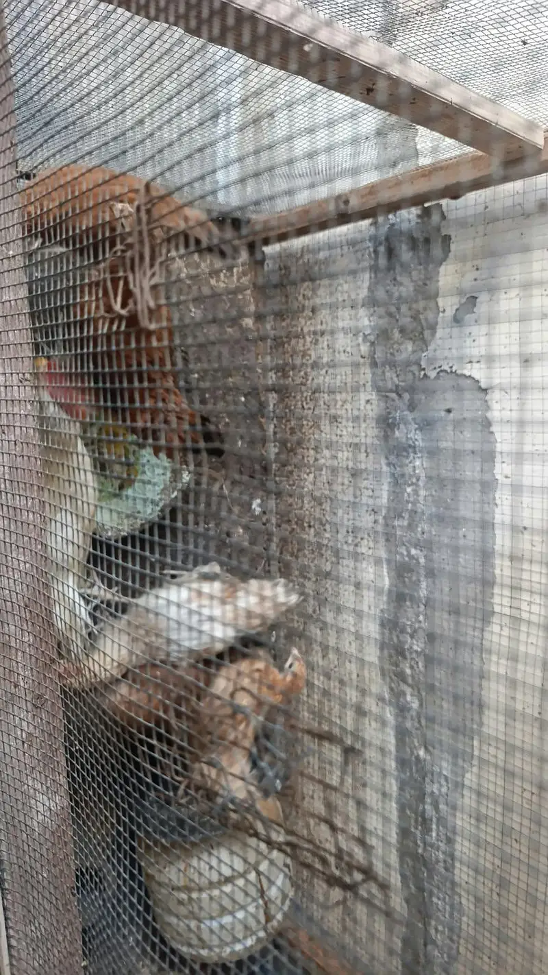 Hens for sale — photo 4