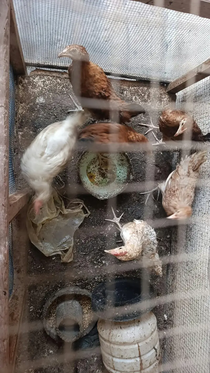 Hens for sale — photo 5