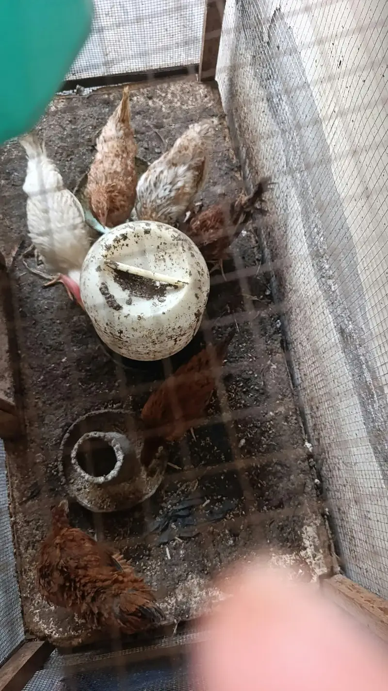 Hens for sale — photo 6