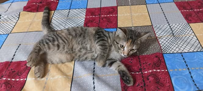 Healthy Persian Kitten For Sale - Litter Trained - 4 Months Old`