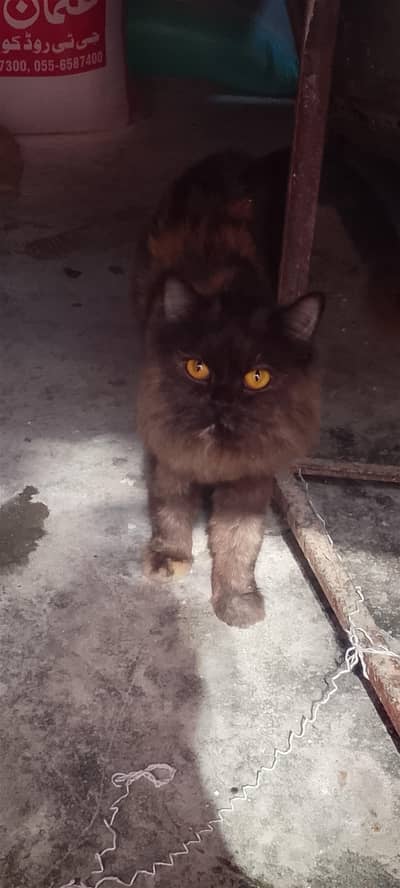 brown Persian