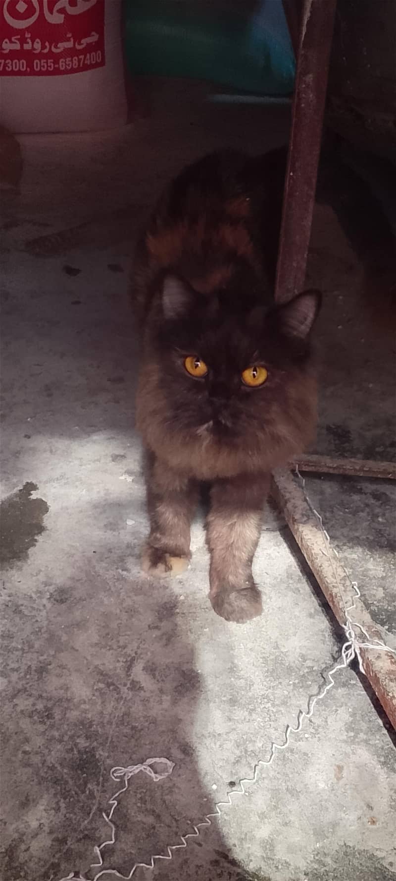 brown Persian 0