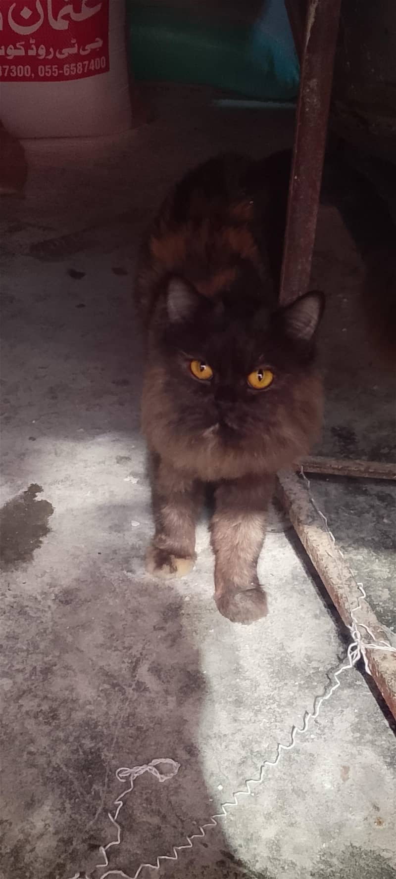 brown Persian 1
