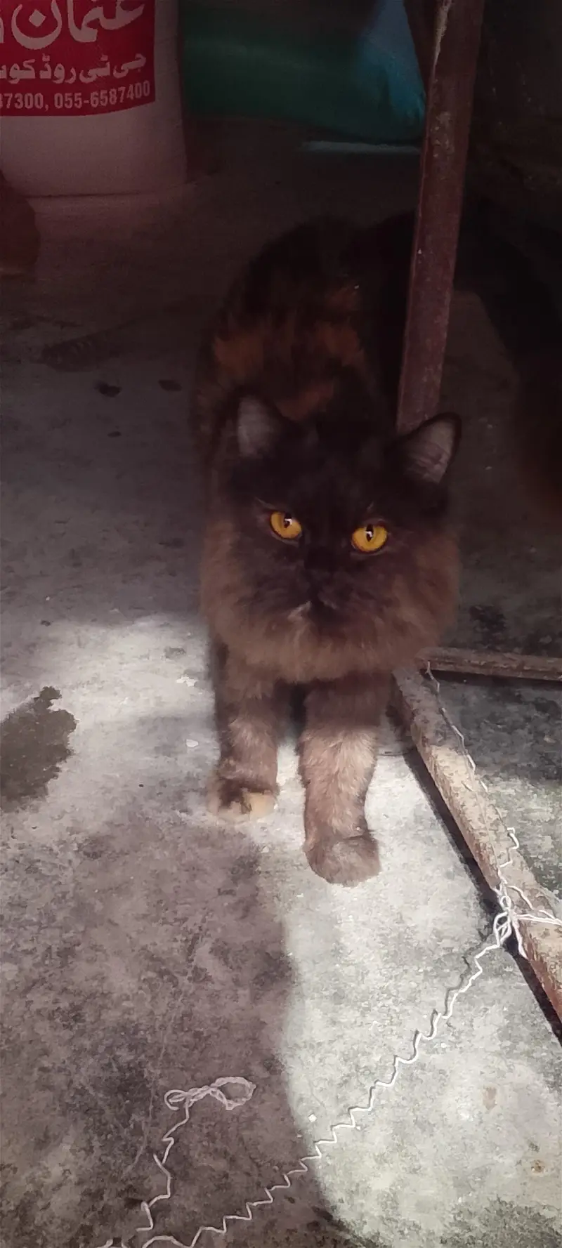 brown Persian — photo 2