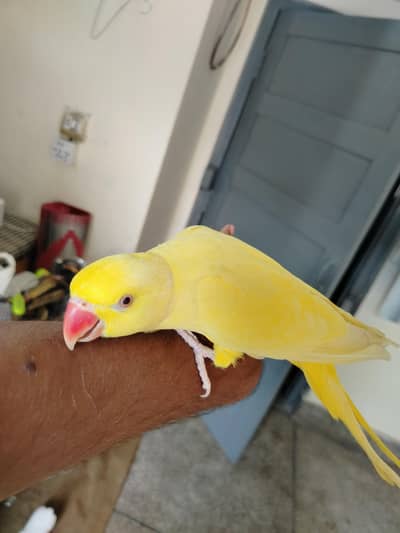 Talking & Handtamed Breeder pair