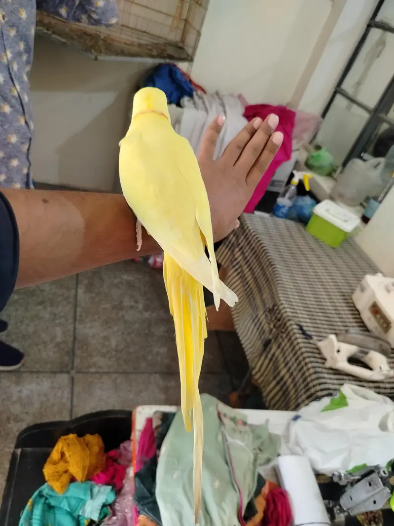 Talking & Handtamed Breeder pair — photo 2