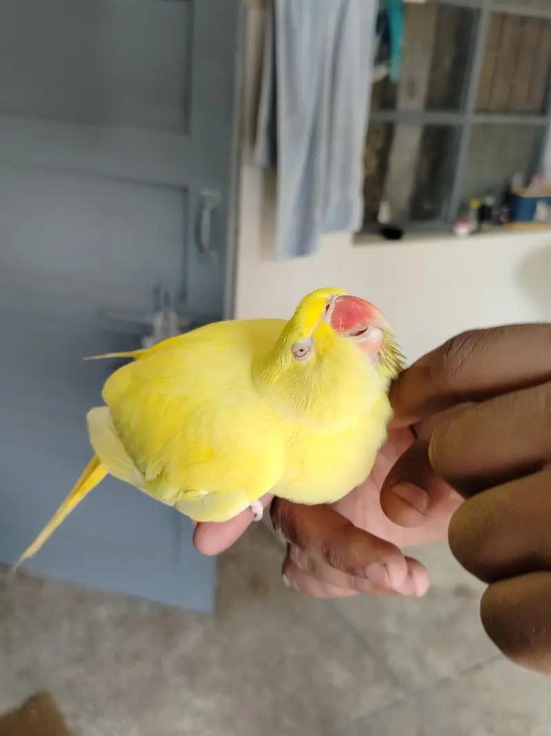 Talking & Handtamed Breeder pair — photo 3
