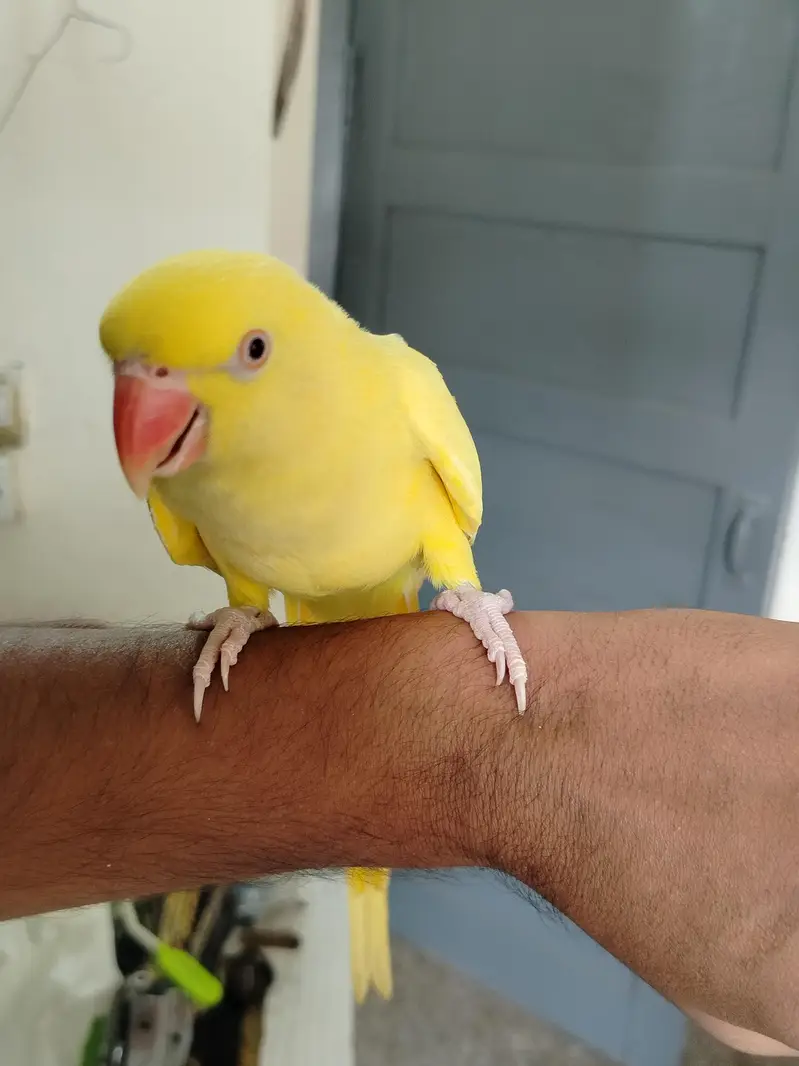 Talking & Handtamed Breeder pair — photo 4