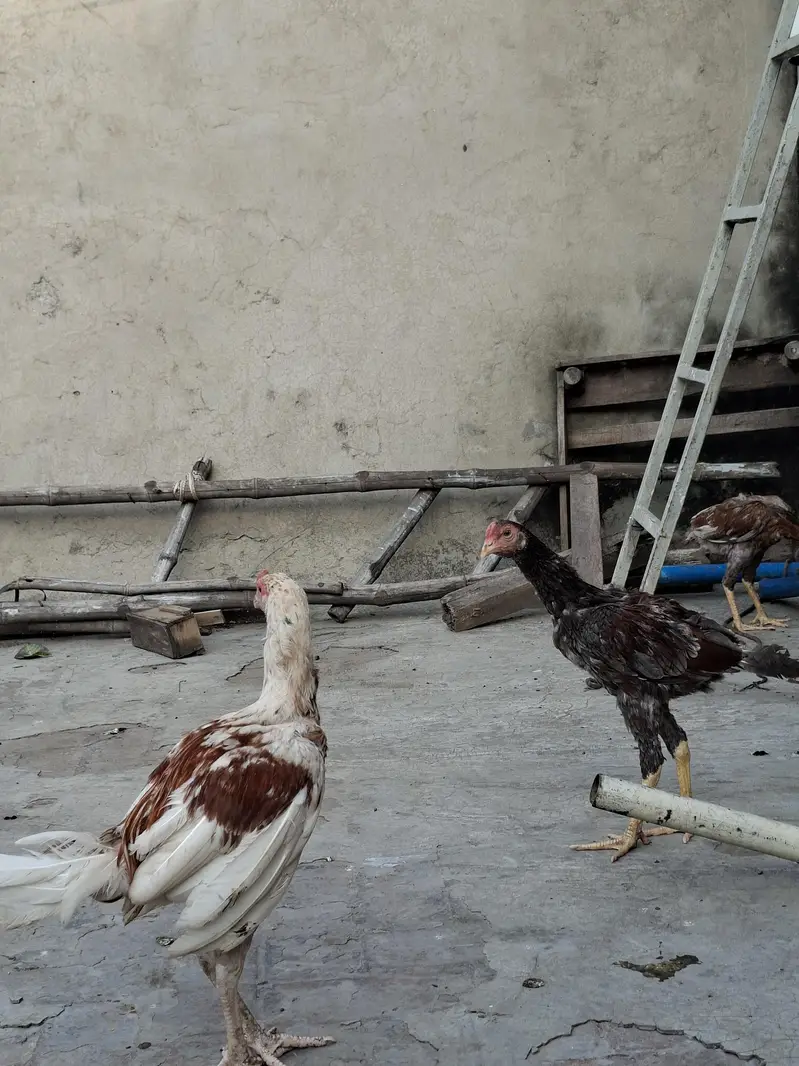 aseel for sale — photo 3