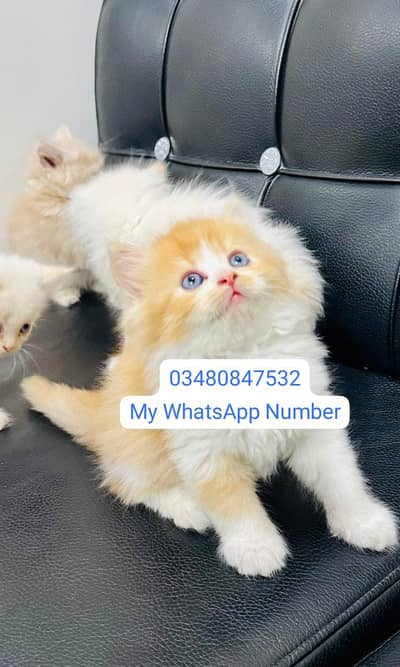 Persian kittens for sale