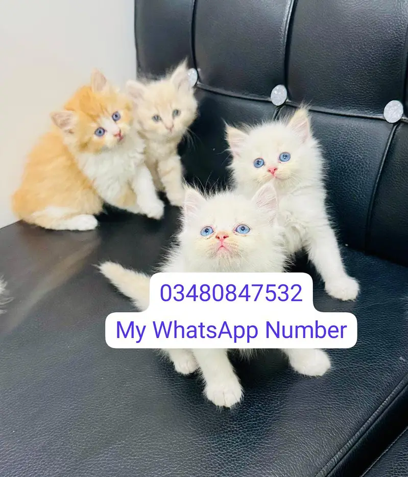 Persian kittens for sale — photo 2