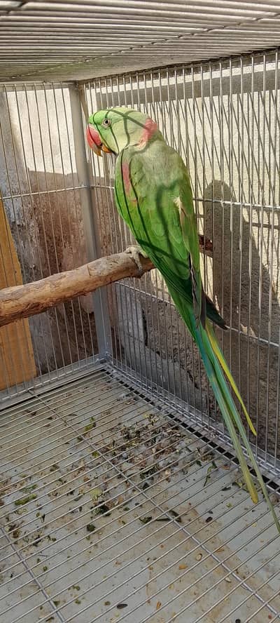 raw parrot for sale jumbo size contact number 03060685791