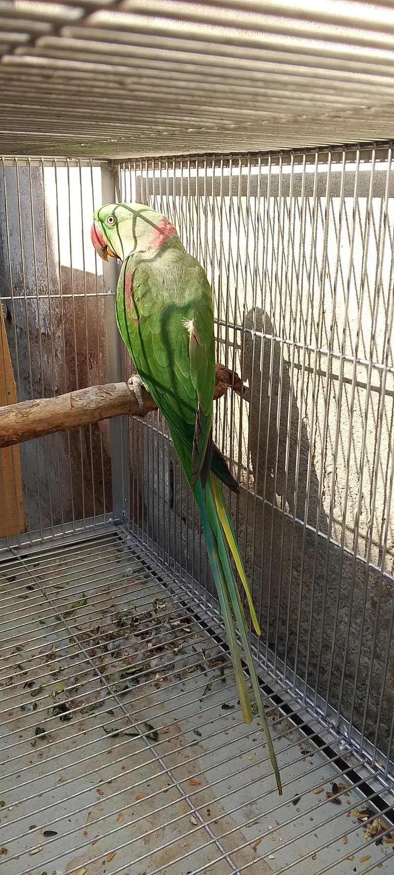 raw parrot for sale jumbo size contact number 03060685791 — photo 2