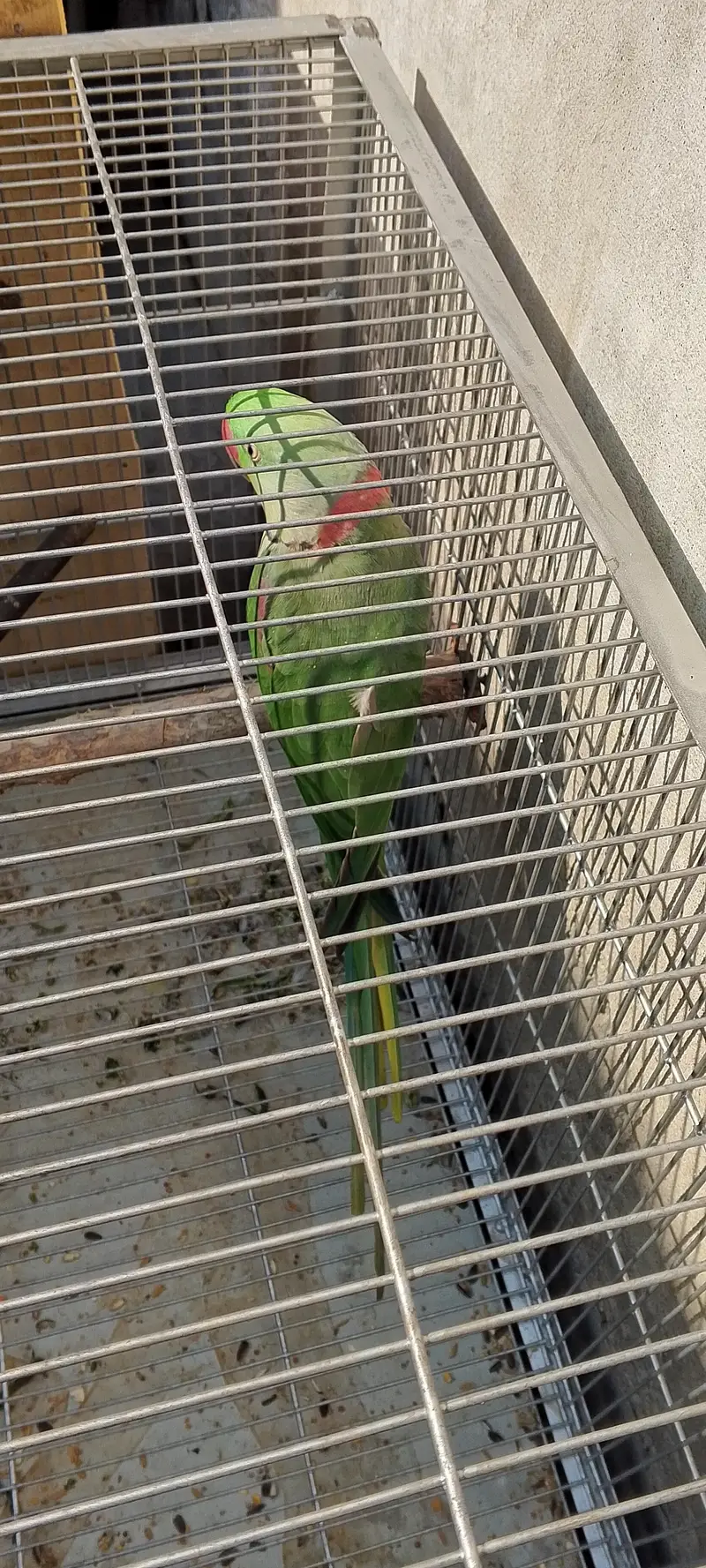 raw parrot for sale jumbo size contact number 03060685791 — photo 3