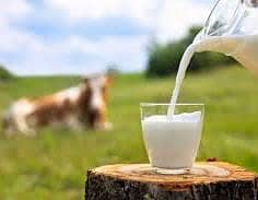 100% Khalis Milk with guarantee