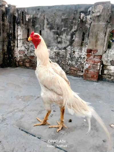 king shamo white paper