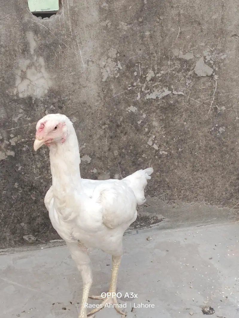 king shamo white paper — photo 6
