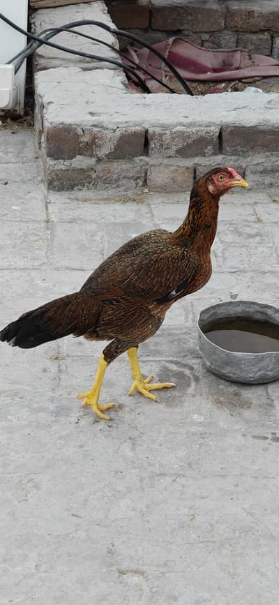 Egg laying regularly full healthy and active 4000 per piece