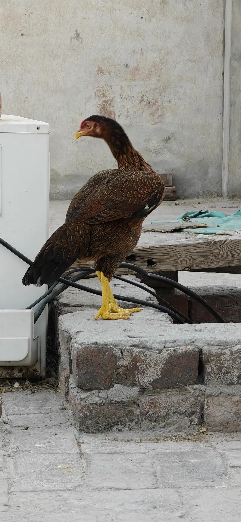 Egg laying regularly full healthy and active 4000 per piece — photo 3