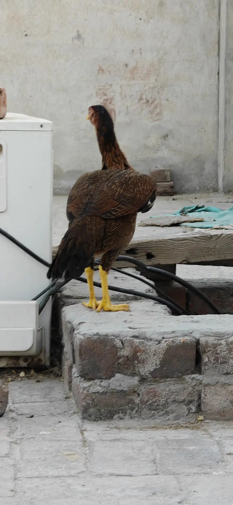 Egg laying regularly full healthy and active 4000 per piece — photo 4