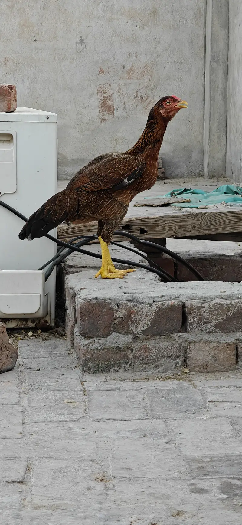 Egg laying regularly full healthy and active 4000 per piece — photo 5