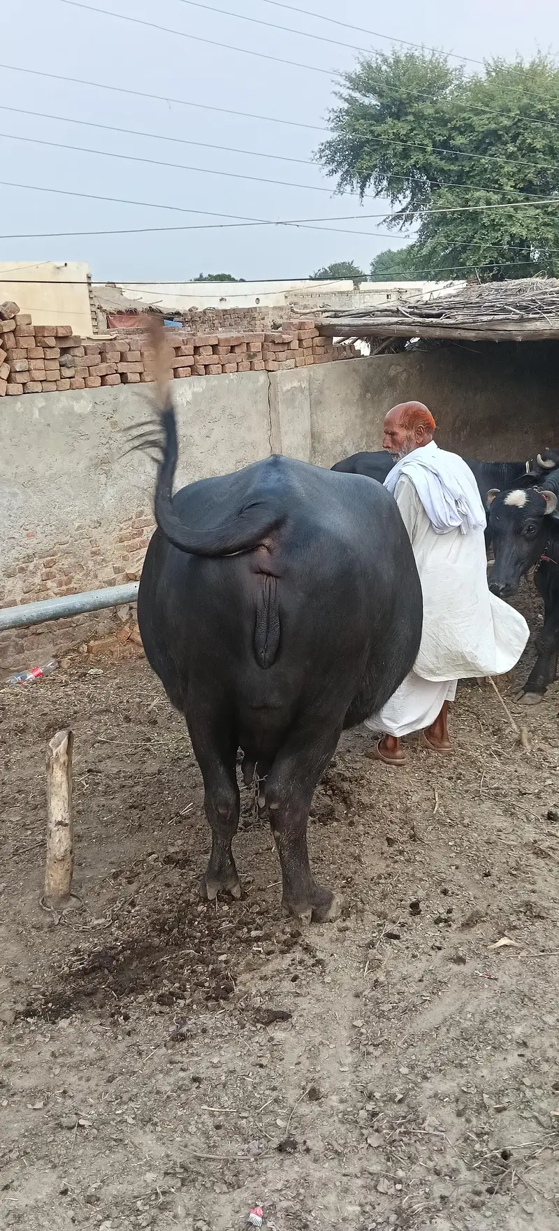 بھینس گائے — photo 2