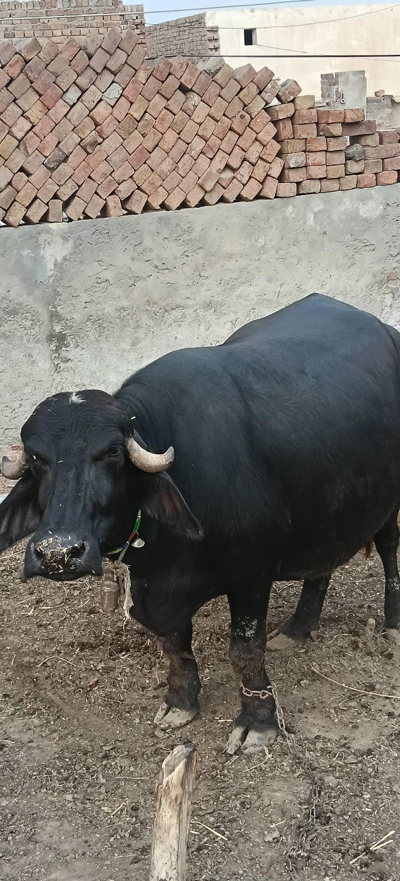 بھینس گائے 2