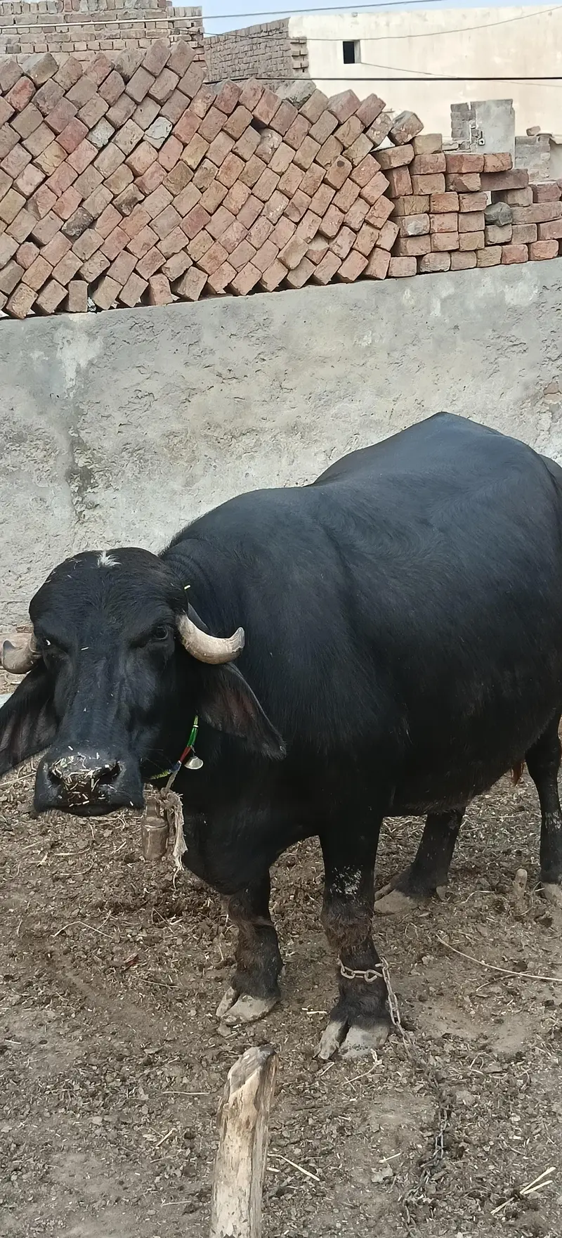 بھینس گائے — photo 3