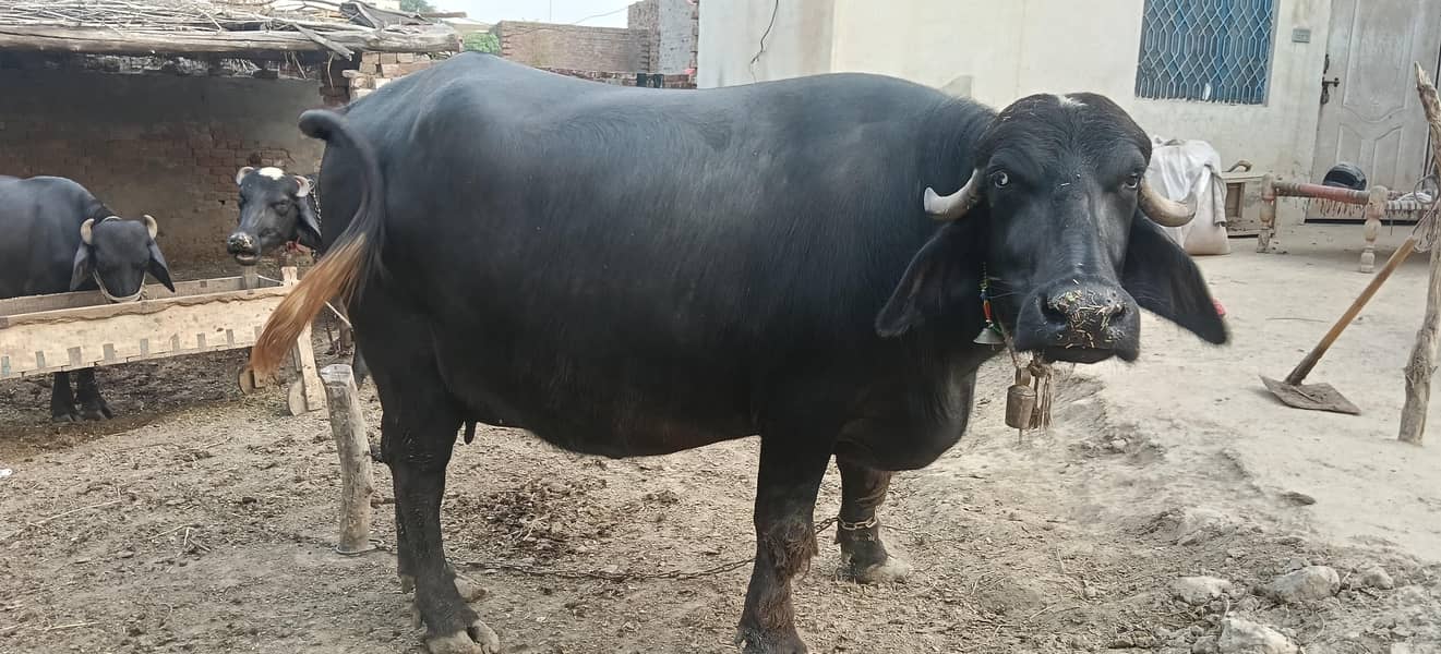 بھینس گائے 3