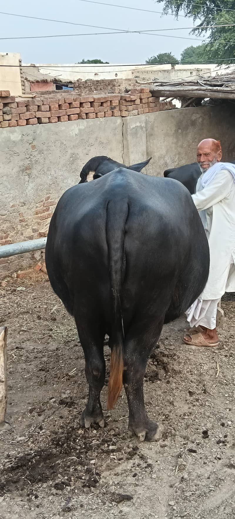 بھینس گائے 4
