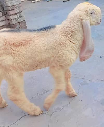 PURE KAJLA CHATRA AGE 3.5 MONTHS FOR URGENT SALE 03228002075