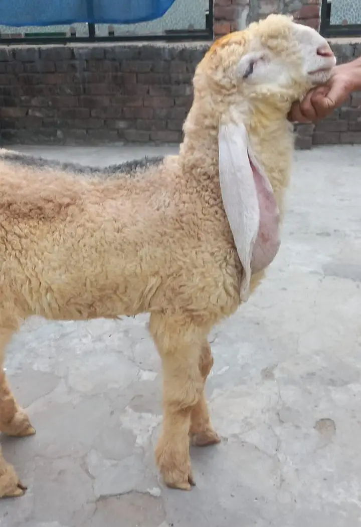 PURE KAJLA CHATRA AGE 3.5 MONTHS FOR URGENT SALE 03228002075 — photo 2