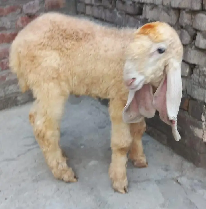 PURE KAJLA CHATRA AGE 3.5 MONTHS FOR URGENT SALE 03228002075 — photo 5